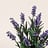 Lavandula (Lavendel)