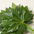 Aralia (Aralia)