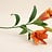 Lilium (Lelie)