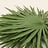Arecaceae (Palmblad)