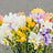 Freesia (Freesia)