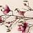 Magnolia (Magnolia)