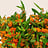 Asclepias (Zijdeplant)