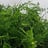 Asparagus (Sierasperge)