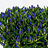Gentiana (Gentiaan)