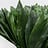 Aspidistra (Kwartjesplant)