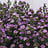 Aster (Aster)