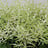 Astilbe (Astilbe)