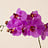Orchidaceae (Orchidee)