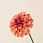 Dahlia (Dahlia)