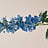 Delphinium (Ridderspoor)