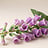 Digitalis (Vingerhoedskruid)