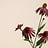 Echinacea (Zonnehoed)