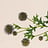 Eryngium (Distel)