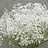 Gypsophila (Gipskruid)