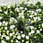 Bouvardia (Bouvardia)