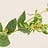 Euphorbia pulcherrima (Kerstster)