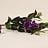 Eustoma (Lisianthus)
