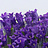 Campanula (Klokjesbloem)