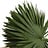 Chamaerops (Dwergpalm)
