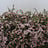 Chamelaucium (Waxflower)