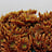Chrysanthemum (Chrysant)