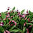 Clematis (Clematis)