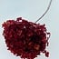 Intens rode Hydrangea Cabeza | Gepreserveerde Hortensia | Gewicht ± 50 gram