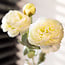 Ranonkels | Kleur: Wit | Ranunculus of Boterbloemen kunstbloemen | Lengte ± 50 centimeter | Met 3 bloemen per tak