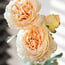 Ranonkels | Kleur: Champagne | Ranunculus of Boterbloemen kunstbloemen | Lengte ± 50 centimeter | Met 3 bloemen per tak