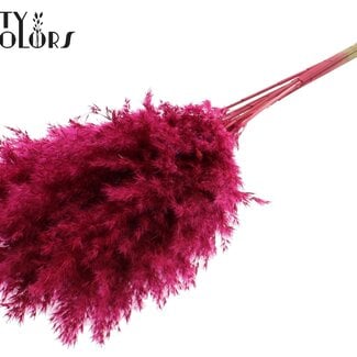 Gedroogde Pampas Pluimen | Kleur: Kerskleurig | Pampas Droogbloemen | Lengte ± 70 centimeter | 10 pluimen per bos | Per bos