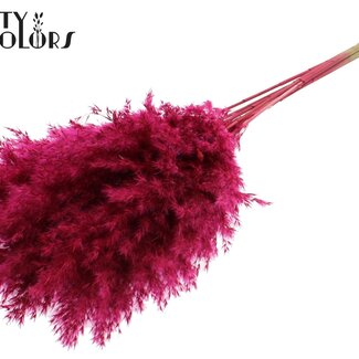 QC Dried Pampas Plumes | Colour: Cherry | Pampas Dried Flowers | Length ± 70 centimetres | 10 plumes per bunch | Per bunch