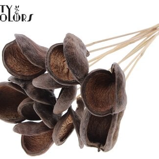 QC Badam op steel | Kleur: Naturelle | Lengte bijsteker ± 50 centimeter | 10 stelen per bos | Per bos