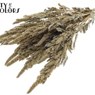 QC Gedroogde Amaranthus | Kleur: Frosted Wit | Kattenstaart Droogbloemen | Lengte ± 60 centimeter | Per bos