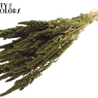 QC Gedroogde Amaranthus | Kleur: Olijfgroen | Kattenstaart Droogbloemen | Lengte ± 60 centimeter | Per bos