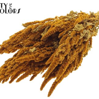 QC Dried Amaranthus | Colour: Apricot | Cat's Tail Dried Flowers | Length ± 60 centimetres | Per bunch