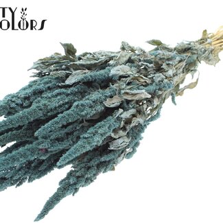 Gedroogde Amaranthus | Kleur: Frosted Lichtblauw | Kattenstaart Droogbloemen | Lengte ± 60 centimeter | Per bos