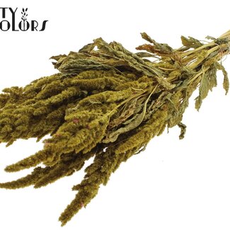 QC Getrockneter Amaranthus | Farbe: Gelb | Katzenschwanz Trockenblumen | Länge ± 60 Zentimeter | Pro Bund