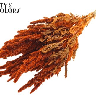 Gedroogde Amaranthus | Kleur: Oranje | Kattenstaart Droogbloemen | Lengte ± 60 centimeter | Per bos