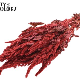 Gedroogde Amaranthus | Kleur: Koraalkleurig | Kattenstaart Droogbloemen | Lengte ± 60 centimeter | Per bos