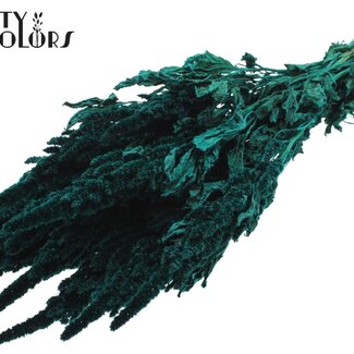 QC Gedroogde Amaranthus | Kleur: Turquoise | Kattenstaart Droogbloemen | Lengte ± 60 centimeter | Per bos