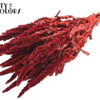 Gedroogde Amaranthus | Kleur: Rood | Kattenstaart Droogbloemen | Lengte ± 60 centimeter | Per bos