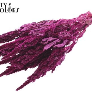 QC Gedroogde Amaranthus | Kleur: Lilakleurig | Kattenstaart Droogbloemen | Lengte ± 60 centimeter | Per bos