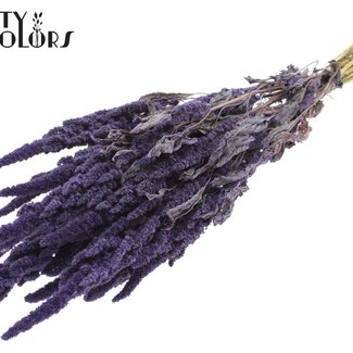 Gedroogde Amaranthus | Kleur: Frosted Milkapaars | Kattenstaart Droogbloemen | Lengte ± 60 centimeter | Per bos