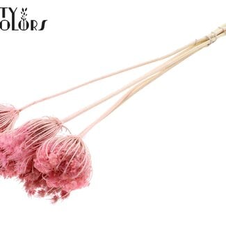 Gedroogde Gebleekte Ammi Majus | Kleur: Roze | Koninginnekruid Droogbloemen | Diameter ± 4 - 6 centimeter | Lengte ± 50 centimeter | 5 per bos