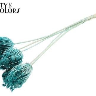 Gedroogde Gebleekte Ammi Majus | Kleur: Turquoise | Koninginnekruid Droogbloemen | Diameter ± 4 - 6 centimeter | Lengte ± 50 centimeter | 5 per bos