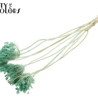 Gedroogde Gebleekte Ammi Majus | Kleur: Mintgroen | Koninginnekruid Droogbloemen | Diameter ± 2 - 4 centimeter | Lengte ± 50 centimeter | 10 per bos