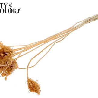 Gedroogde Gebleekte Ammi Majus | Kleur: Zalmkleurig | Koninginnekruid Droogbloemen | Diameter ± 2 - 4 centimeter | Lengte ± 50 centimeter | 10 per bos