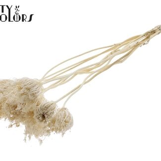 Gedroogde Gebleekte Ammi Majus | Kleur: Wit | Koninginnekruid Droogbloemen | Diameter ± 2 - 4 centimeter | Lengte ± 50 centimeter | 10 per bos