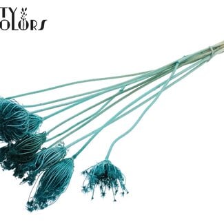 Gedroogde Gebleekte Ammi Majus | Kleur: Turquoise | Koninginnekruid Droogbloemen | Diameter ± 2 - 4 centimeter | Lengte ± 50 centimeter | 10 per bos